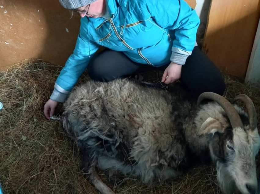 Ветспециалист Забайкалья спас козу после нападения собак 